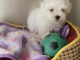 Je donne chiots Bichon maltais 
