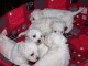 Adorable chiots Bichon Frise femelle et m&acirc;le 