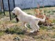 Chiots golden retriever disponible 