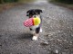 Chiot berger australien pour adoption 
