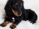 Chiot teckels disponible pour adoption 