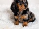 Dons chiot teckel disponible 