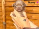 Chiot chihuahua disponible 