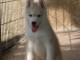 Je donne chiots Husky Sib&eacute;rien 