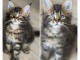 Annonces chaton Maine coon 