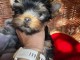 Je donne chiot York femelle 