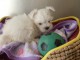 Bichon maltais disponible m&acirc;le 