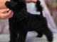 B&eacute;b&eacute; chiots caniche disponible 