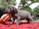 Magnifique chiots cane corse disponible 
