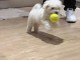 Adorable chiots Bichon Frise disponible 