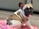 Je donne chiots bouledogue fran&ccedil;ais 