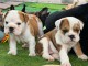 Dons b&eacute;b&eacute; chiot bulldog anglais disponible 