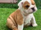 Chiots bulldog anglais m&acirc;le adoption 