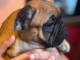 Dons chiot type bouledogue fran&ccedil;ais 