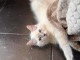 B&eacute;b&eacute; chaton ragdoll disponible 