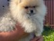Chiot spitz nain disponible &agrave; adopter 