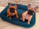 Dons chiots bouledogue fran&ccedil;ais 