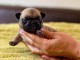 Dons chiots bouledogue fran&ccedil;ais m&acirc;le 