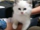 A donner chatons sacr&eacute;e de Birmanie 