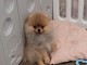 Adoption chiots spitz allemand 