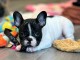 Chiots bouledogue fran&ccedil;ais m&acirc;le disponible 