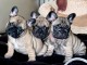 Adorable chiots bouledogue fran&ccedil;ais 