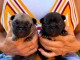 Annonces chiots bouledogue fran&ccedil;ais 