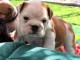 Chiots bulldog anglais disponible 