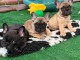 Chiots bouledogue fran&ccedil;ais a place 