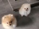Chiots spitz nain &agrave; placer urgent 