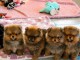Adoption chiots spitz nain 