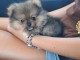 Je donne chiots spitz allemand 