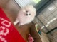 Chiots spitz adorable femelle int&eacute;ress&eacute; contacter moi 