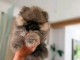 Chiots spitz allemand disponible 