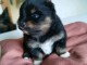 Chiots spitz disponible &agrave; adopter 