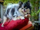 Dons chiots spitz nain disponible 