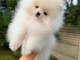 Dons chiots spitz allemand adorable 