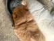 Magnifique chiots Spitz nain disponible 