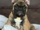 Adorable chiots bouledogue fran&ccedil;ais m&acirc;le 