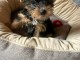 Dons chiots York Terrier 