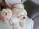 Chiots Bichon disponible pour adoption 