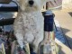Chiots Bichon Frise disponible 