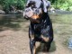 Je donne chiots rottweiler 