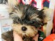 Adorable chiots York disponible 