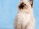 Magnifique chaton ragdoll disponible 