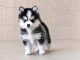 Magnifique chiots pomsky disponible 