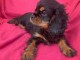 Chiots cavalier King Charles disponible 