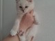 B&eacute;b&eacute; chaton ragdoll disponible pour adoption 