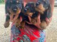 Chiots teckels disponible pour adoption 