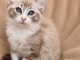Magnifique chaton ragdoll disponible 